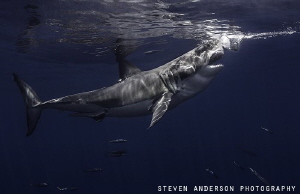 Taking a bite for a snack this Great White shows pure pow... by Steven Anderson 